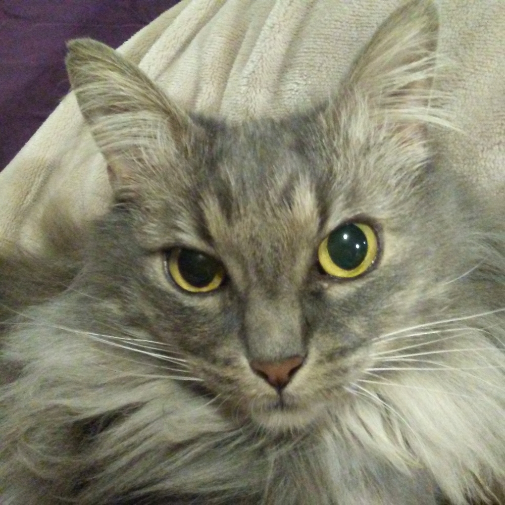 Meet your Posher, Cricket